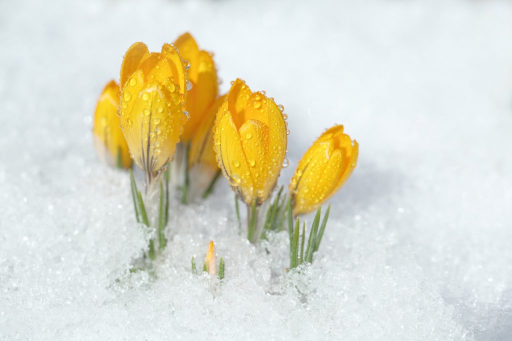 feb snow crocus