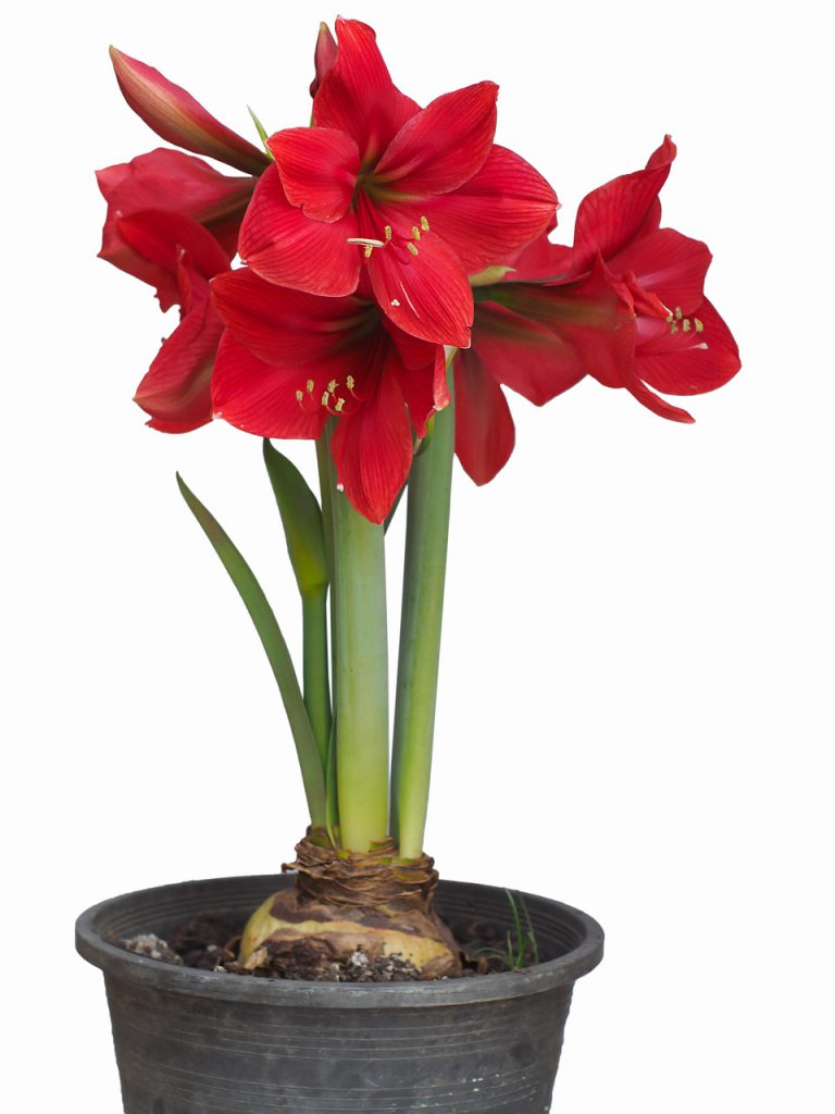 January Amaryllis