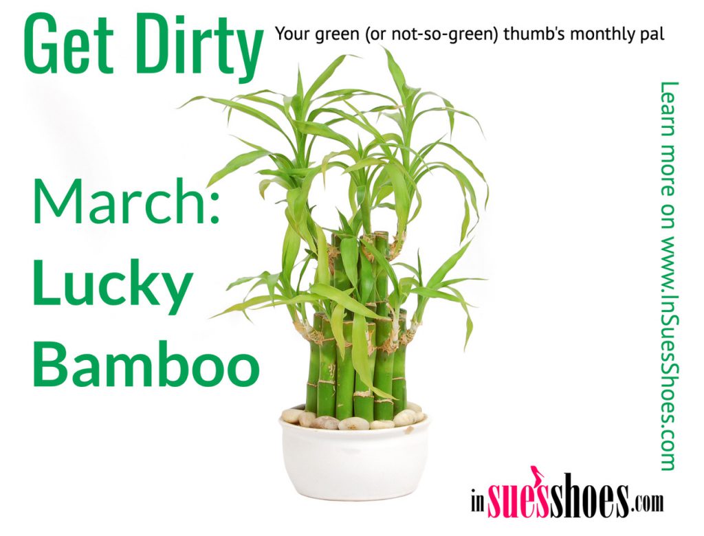 Lucky Bamboo Houseplants